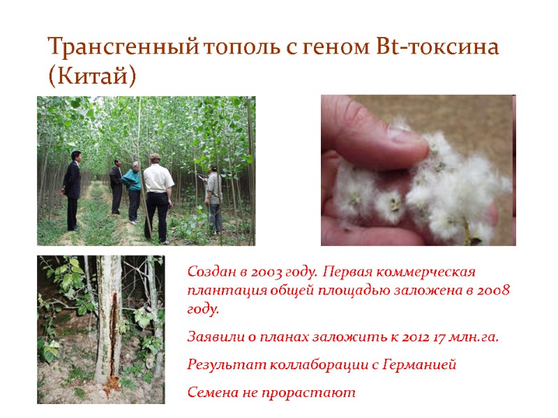 Трансгенный тополь с геном Bt-токсина  (Китай) Создан в 2003 году. Первая коммерческая плантация